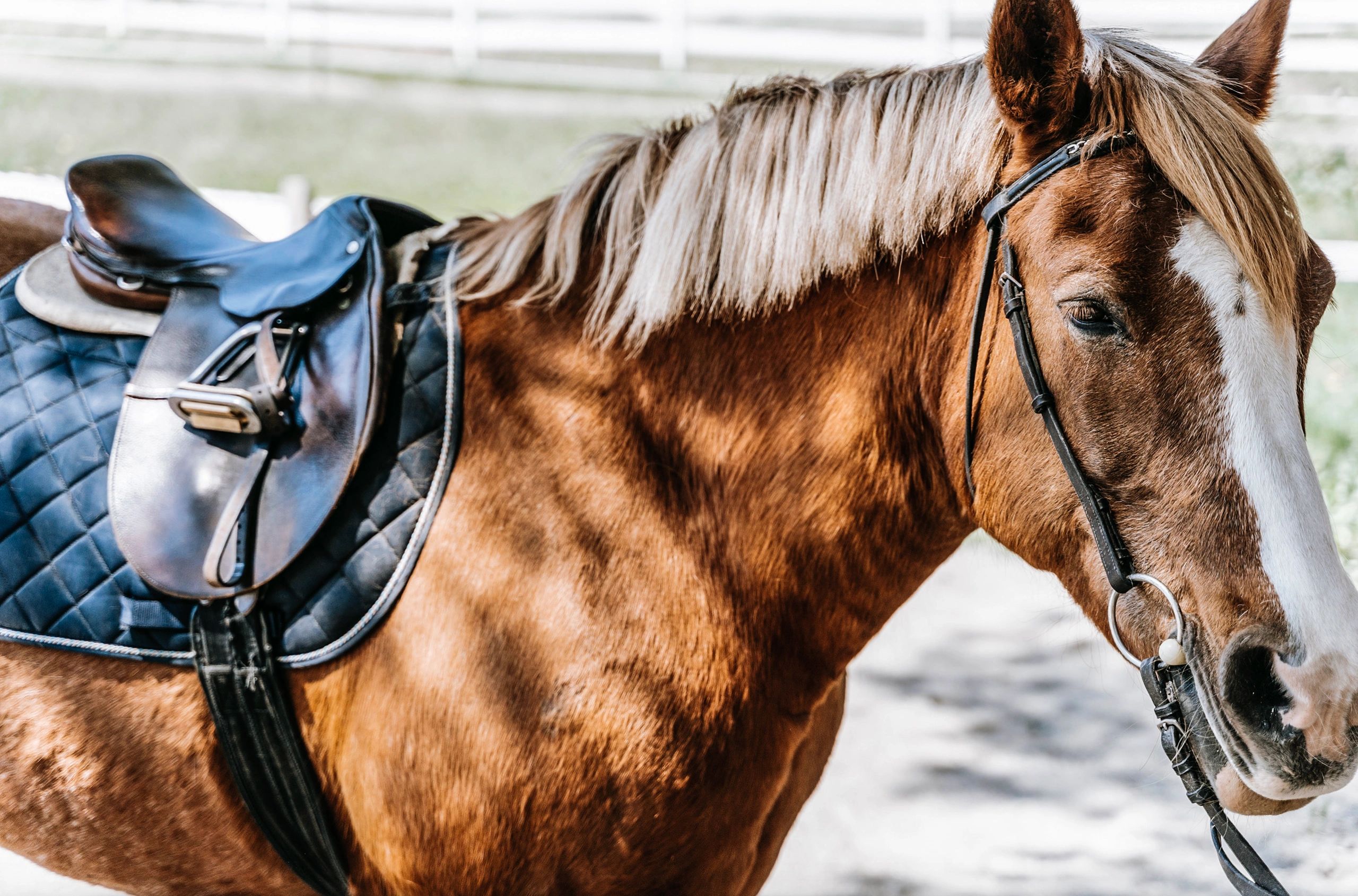 Descubre Alta Escuela